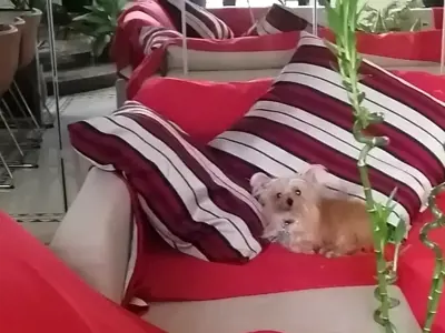 Private Room for Lady near Kite Beach